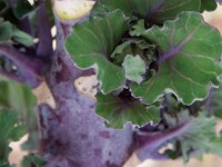 What’s New for 2016? Kalettes!