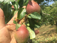 Rumar Farm Pursuing Biodynamic Certification